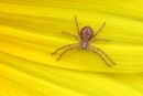 Lynx Spider, Werribee