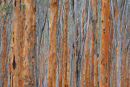 Eucalyptus plantation, You Yangs Regional Park