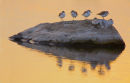 Red necked Stints, Point Wilson