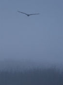 Swamp Harrier, Point Wilson