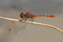 Wandering Percher, Newport Lakes
