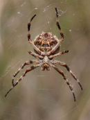 Garden Orb-weaving Spider, Newport Lakes