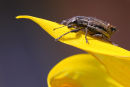 Weevil, Werribee