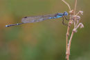 Common Bluetail Damselfly, Newport Lakes