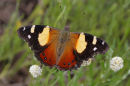 Yellow Admiral, Newport Lakes