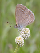 Common Grass Blue, Newport Lakes