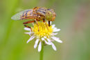 Native Drone Fly, Newport Lakes