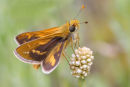 Greenish Grassdart, Newport Lakes