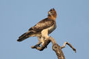 Little Eagle, Laverton