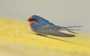 Welcome Swallow, Werribee
