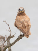 Brown Falcon, Werribee