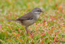 White browed Scrubwren, Werribee