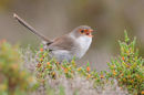 Superb Fairy-wren, Werribee