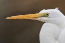 Great Egret, Lorne
