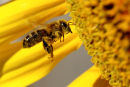 European Honey Bee, Werribee