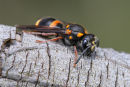 Potter Wasp, Newport Lakes