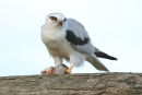 Black shouldered Kite, Werribee