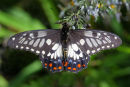 Dainty Swallowtail, Maranoa Gardens, Balwyn