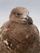Pacific Gull, Altona Beach