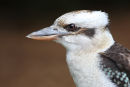 Laughing Kookaburra, Lara