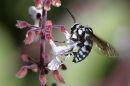 Neon Cuckoo-Bee, Maranoa Gardens, Balwyn