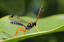 Cream-spotted Ichneumon, Maranoa Gardens, Balwyn