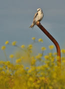 Black shouldered Kite, Werribee