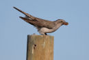 Pallid Cuckoo, Werribee
