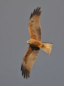 Black Kite, Werribee