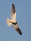 Black shouldered Kite, Cherry Lake, Altona