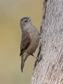 Brown Treecreeper, Melton