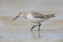 Curlew Sandpiper, Werribee