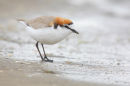 Red capped Plover, Williamstown