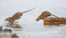 Brown Rat, Altona Beach