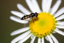Hoverfly, Daylesford