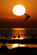 Gulls in silhouette, Point Wilson