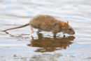 Brown Rat, Altona Beach
