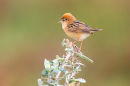 Golden headed Cisticola, Werribee