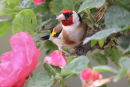 European Goldfinch, Werribee State Rose Garden