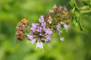 Native Drone Fly, Geelong