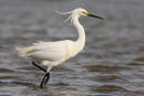 Little Egret, Altona
