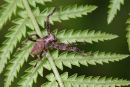 Huntsman Spider, Geelong