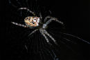 Garden Orb Weaving Spider, Geelong