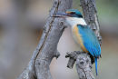 Sacred Kingfisher, Werribee