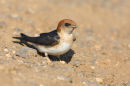 Fairy Martin, Melton