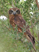 Southern Boobook, Point Cook Coastal Park