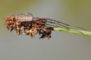 Long-jawwed Spider, Geelong