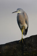White faced Heron, Altona