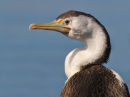 Pied Cormorant, St. Kilda