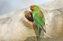 Little Lorikeet, Werribee